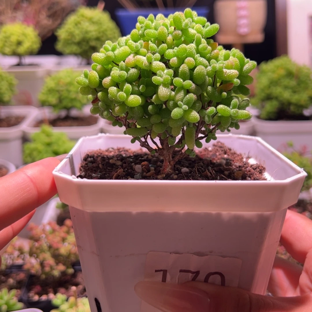 金桔带盆土发货一物一拍