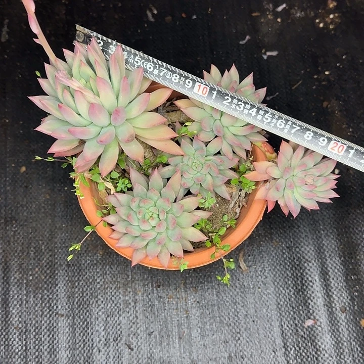 虞美人536 多肉植物一物一拍