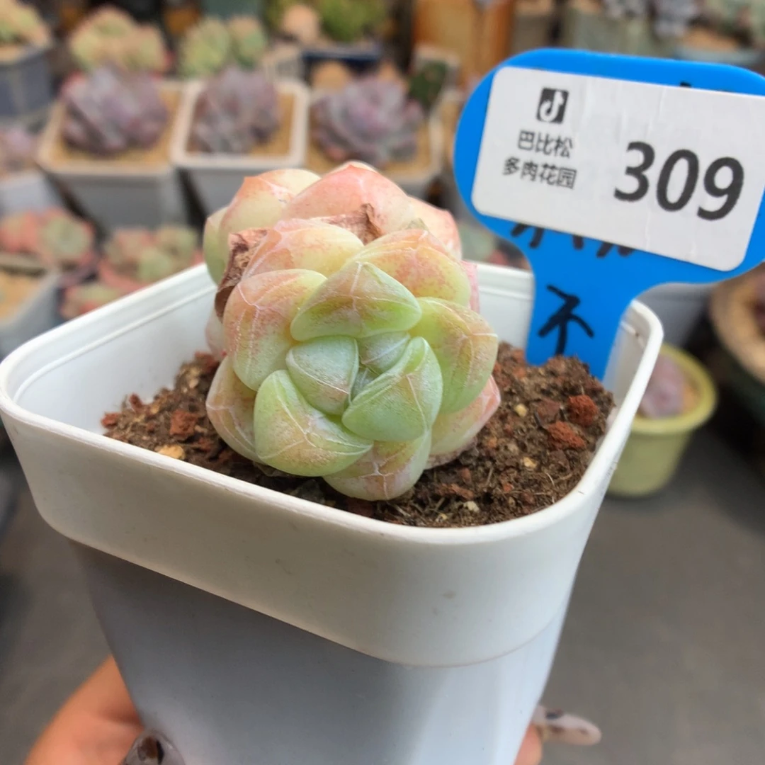 309双头冰玉多肉植物