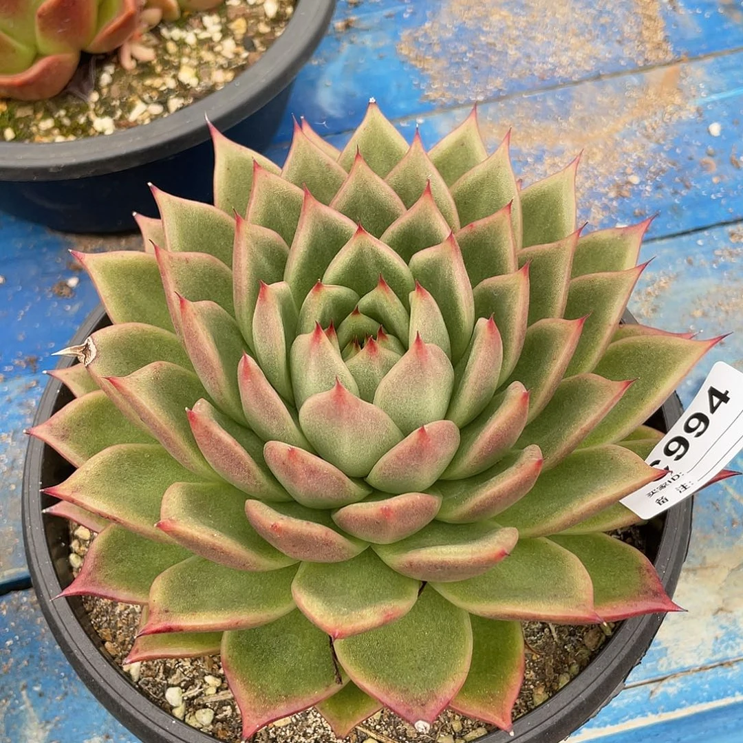 若如东云单拍C994