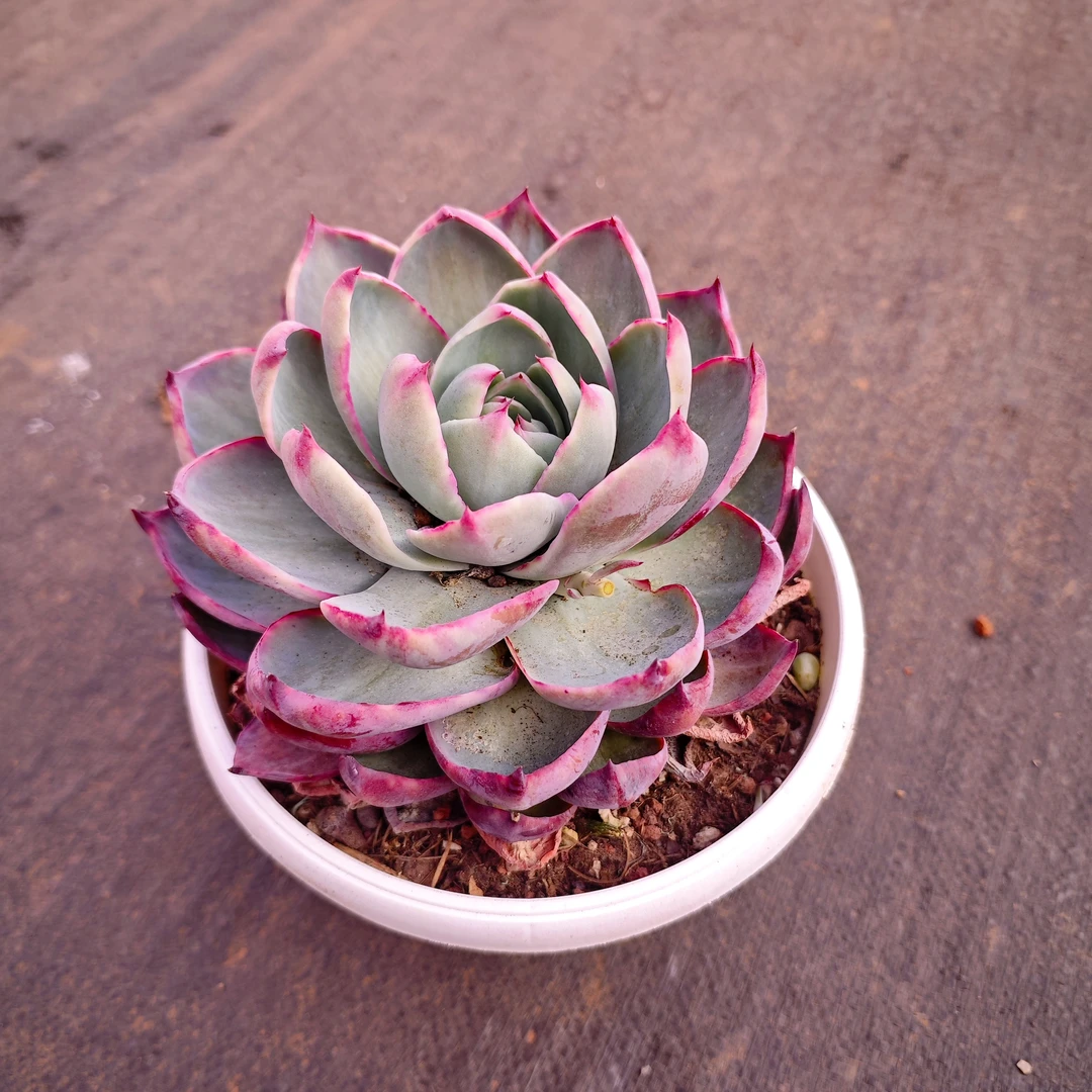 惊鸿仙子180#KY  雪山多肉好看好养新手闭眼入 一单也包邮