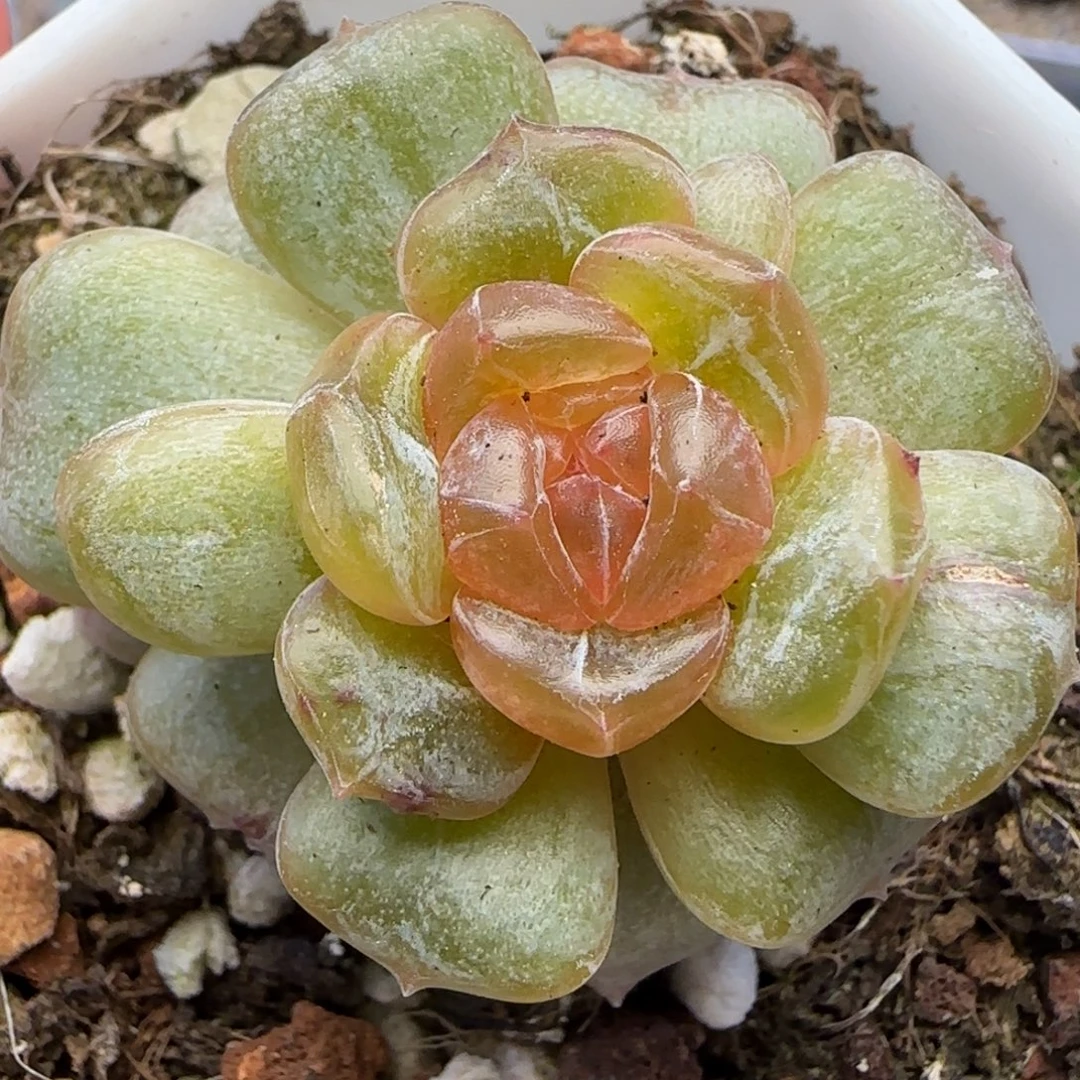 【满29包邮非偏远】123石化