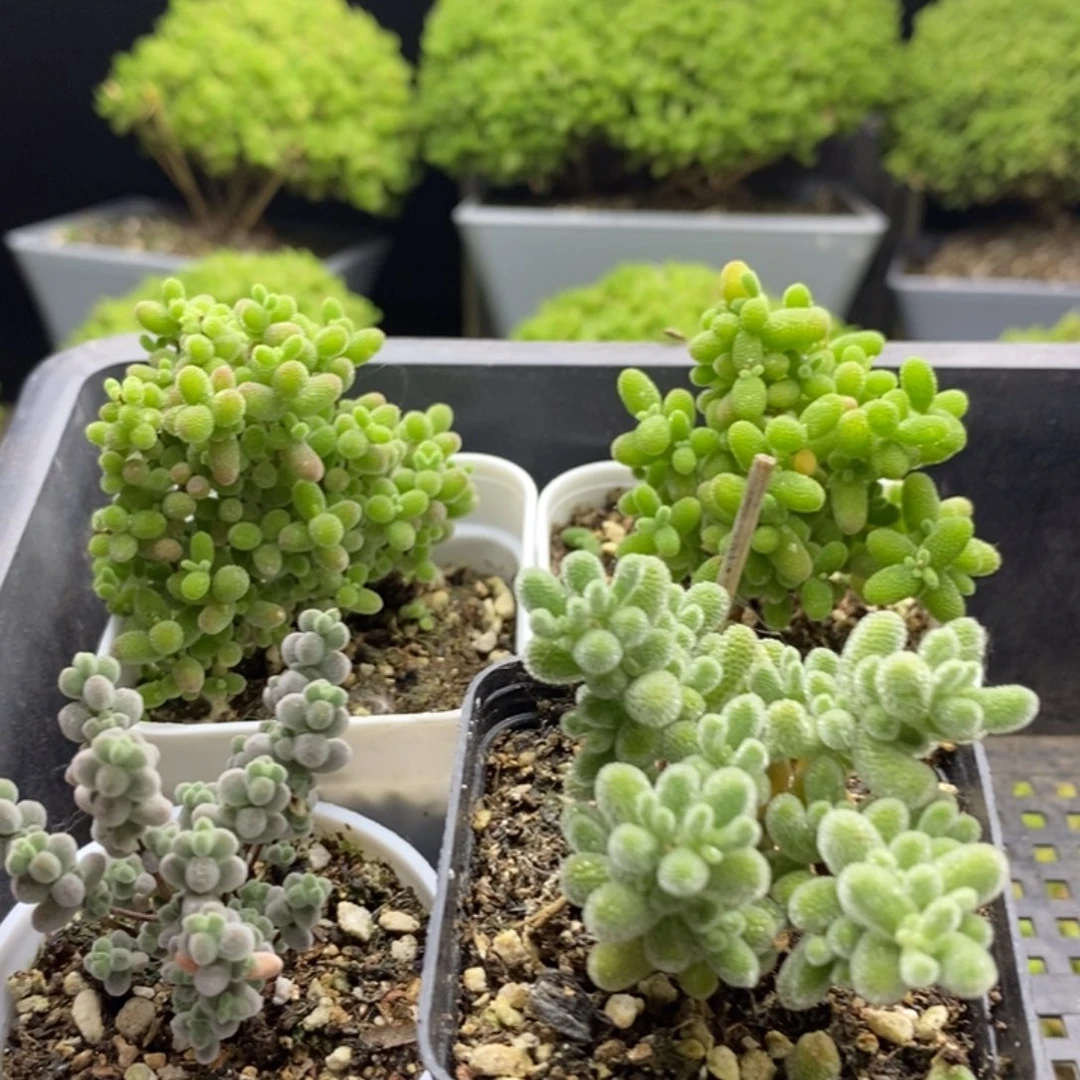 福利套餐7308枝干番杏