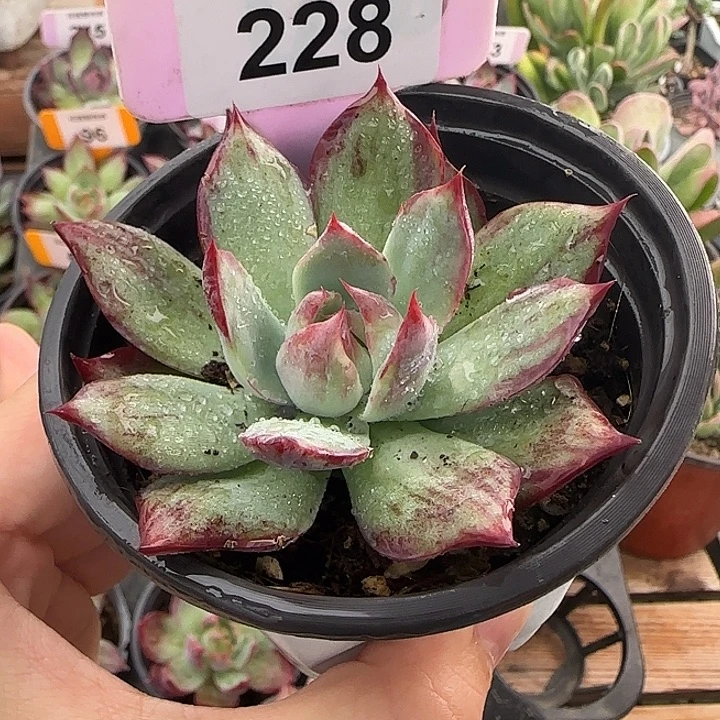 228 惊鸿仙子多肉植物