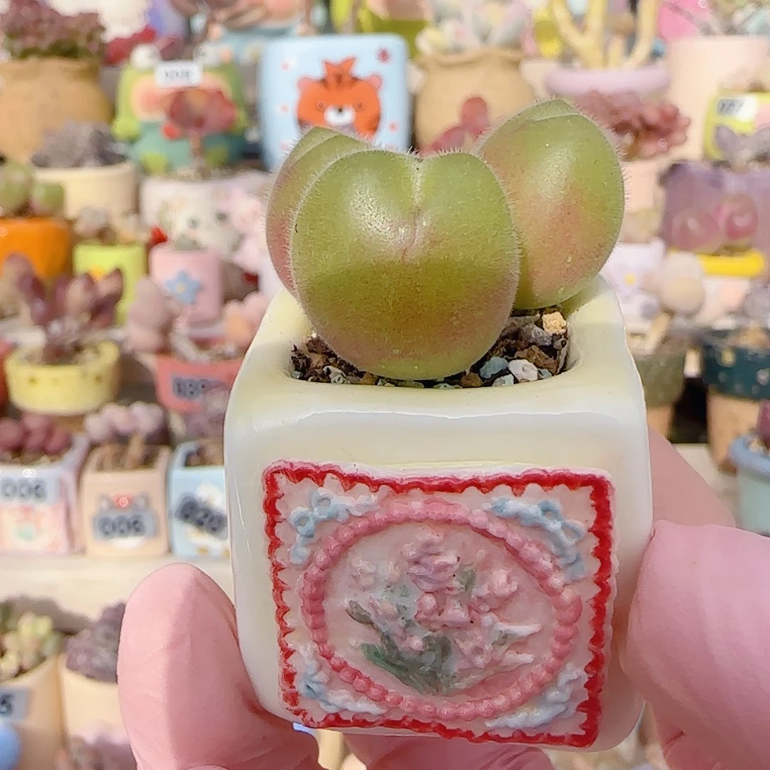 毛翠滴  盆口2.5cm