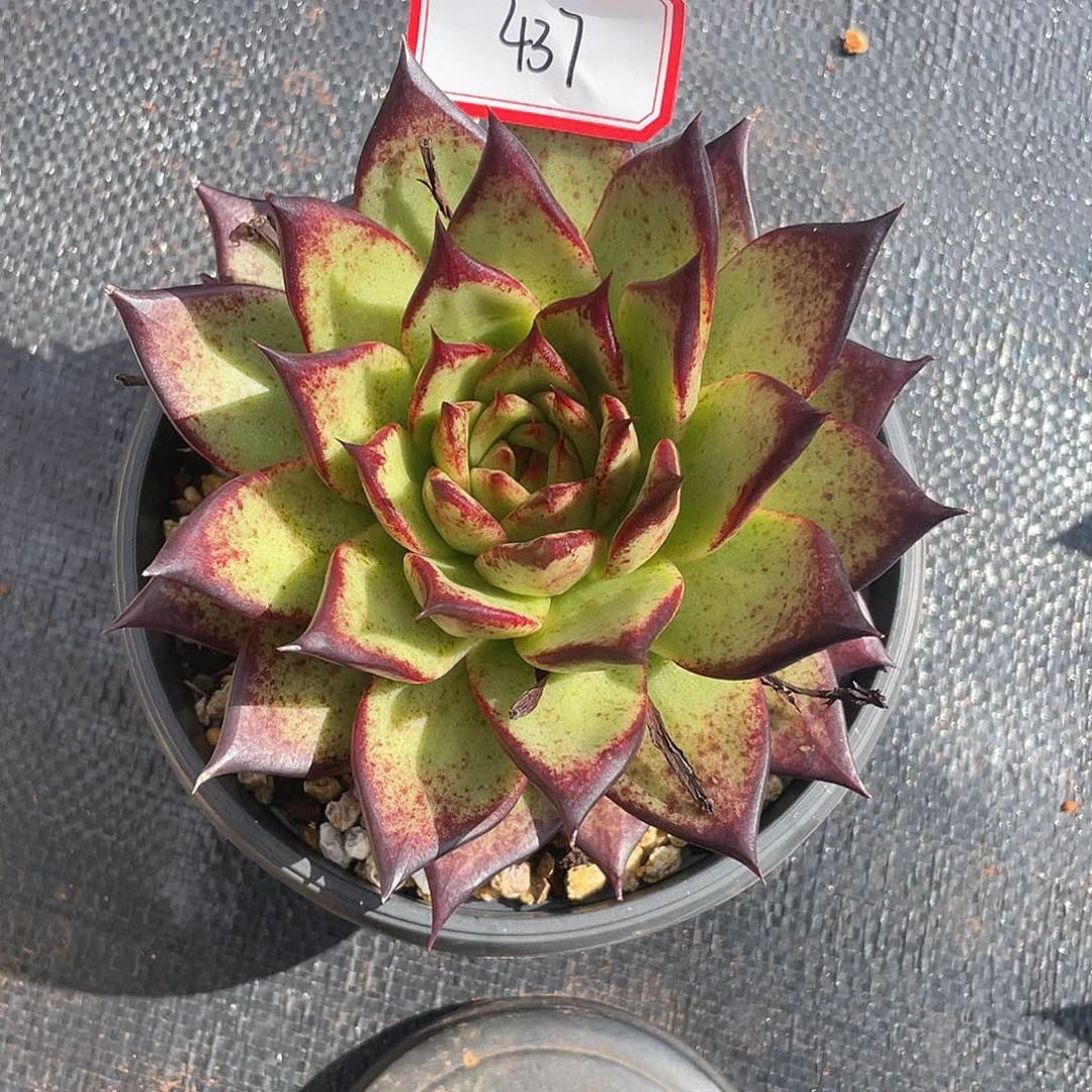 若如多肉东云组拍437