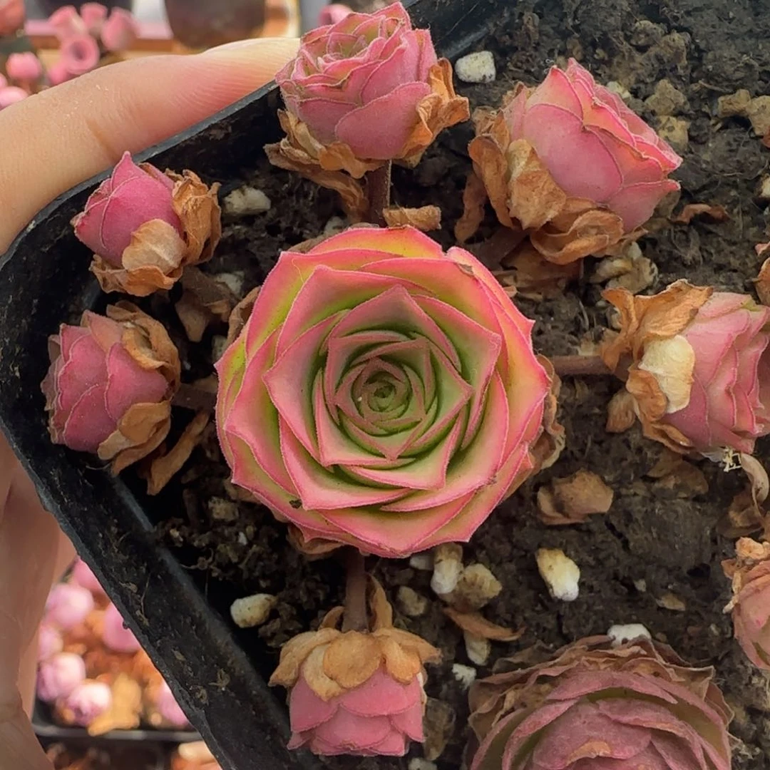 Y950半城玫瑰橘子彤杂