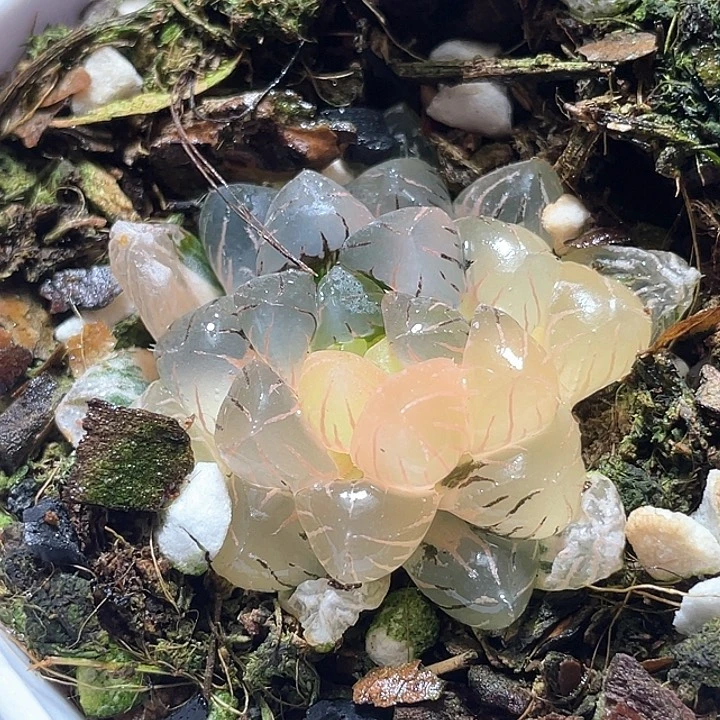 513冰灯锦特选福利