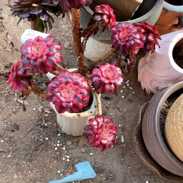 257不知名多肉植物