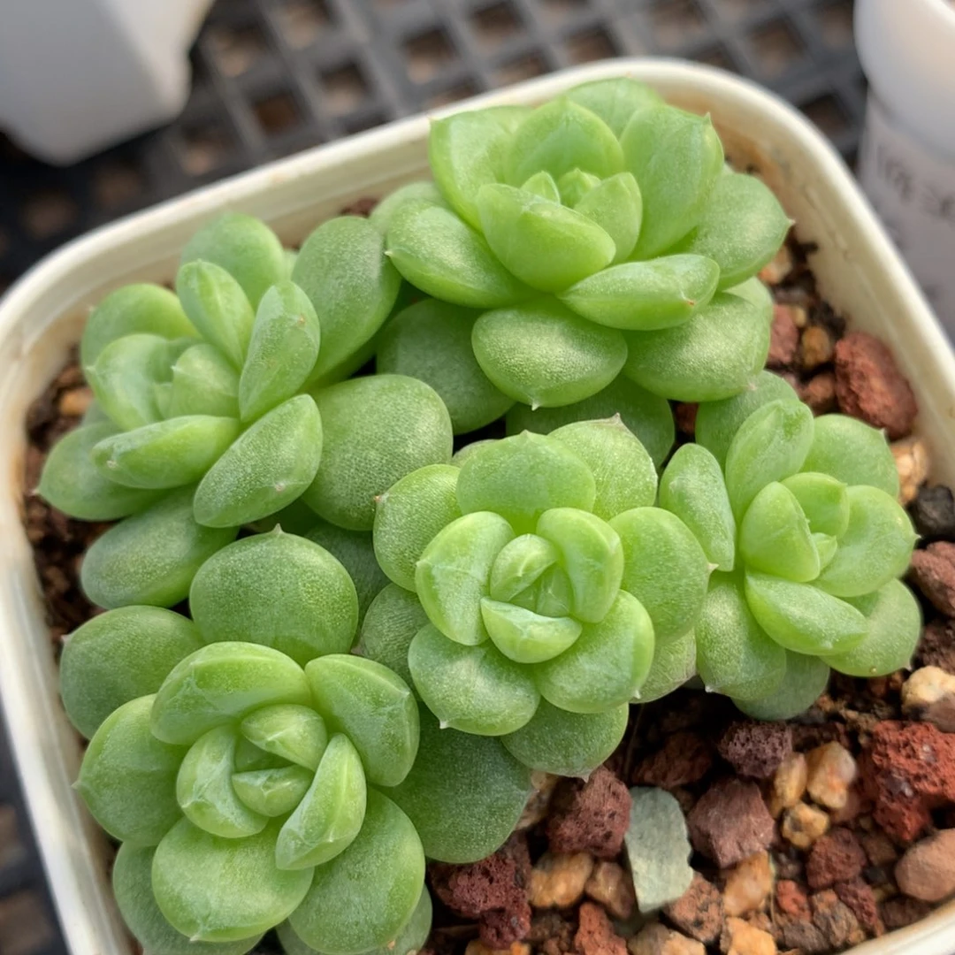 0628-456 白玉珍妮