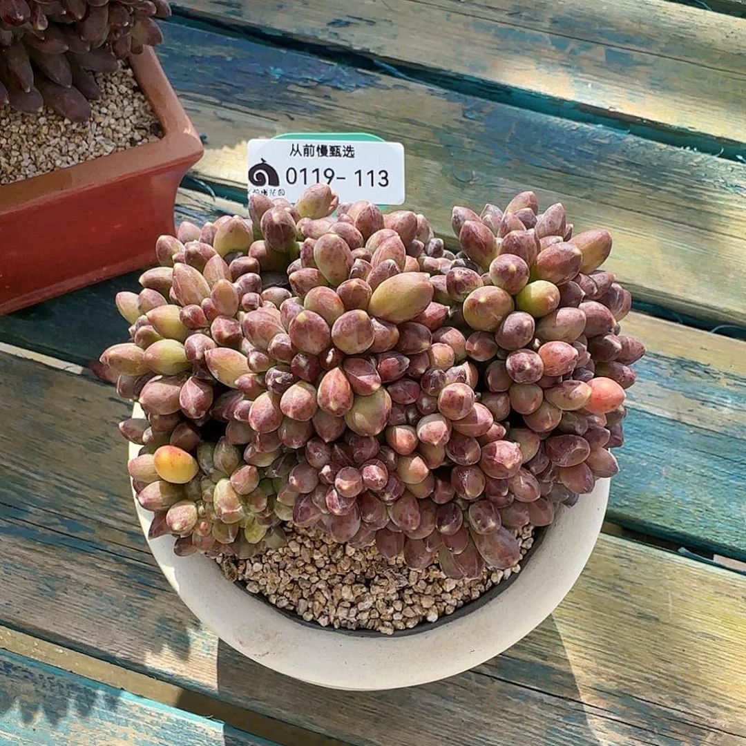 从前慢甄选多肉编号0119-113