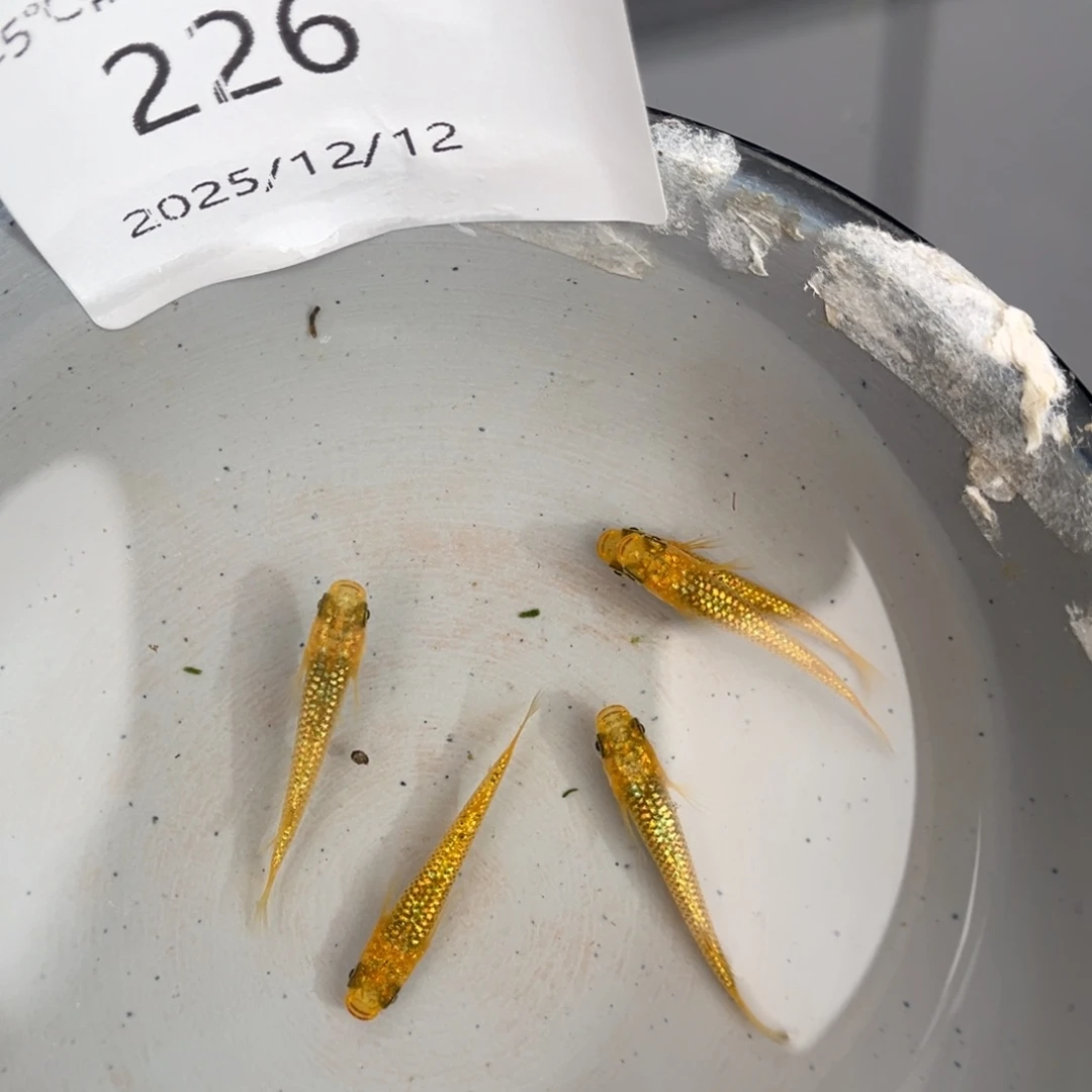 青鳉鱼226阳光五尾