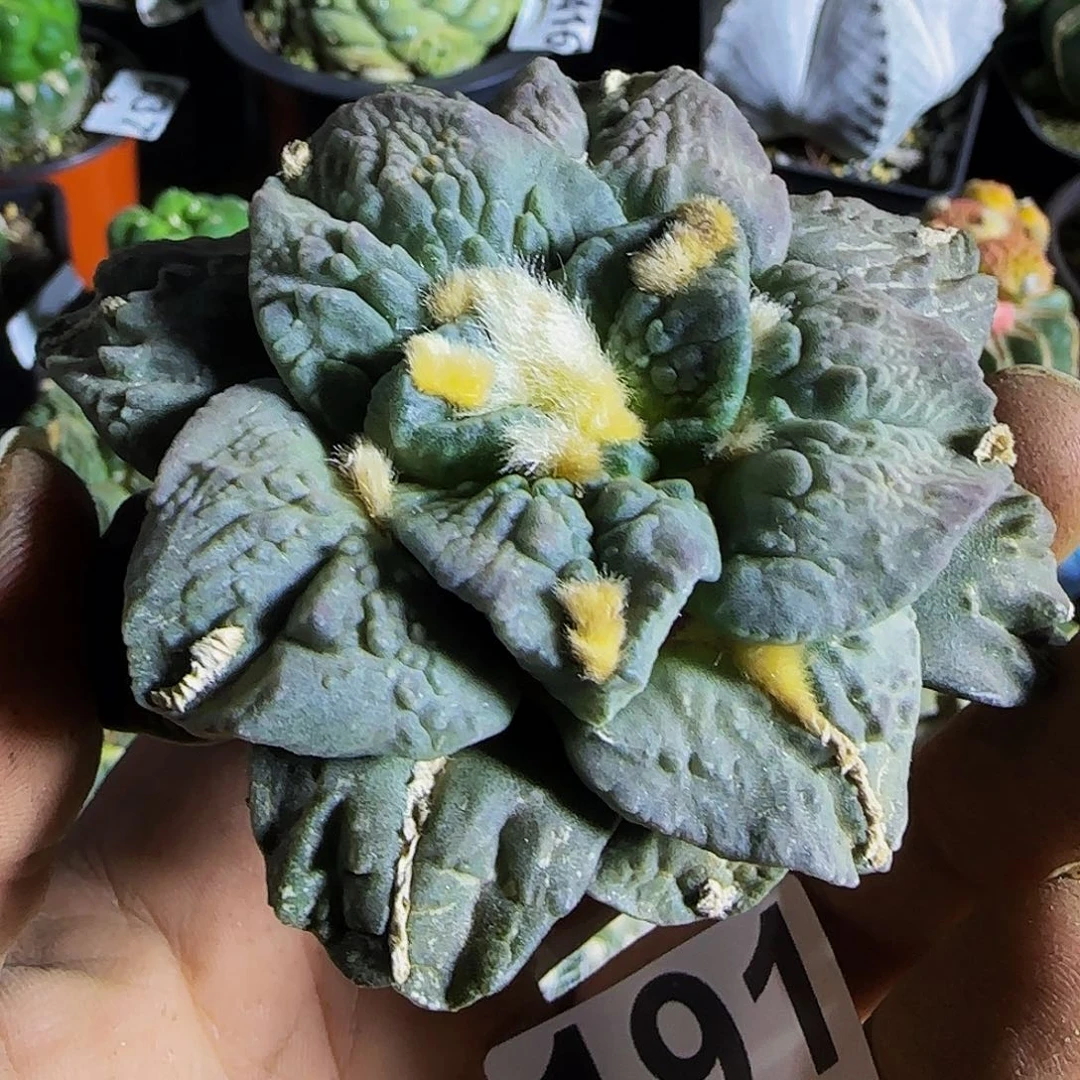 牛舌怒191刚出根