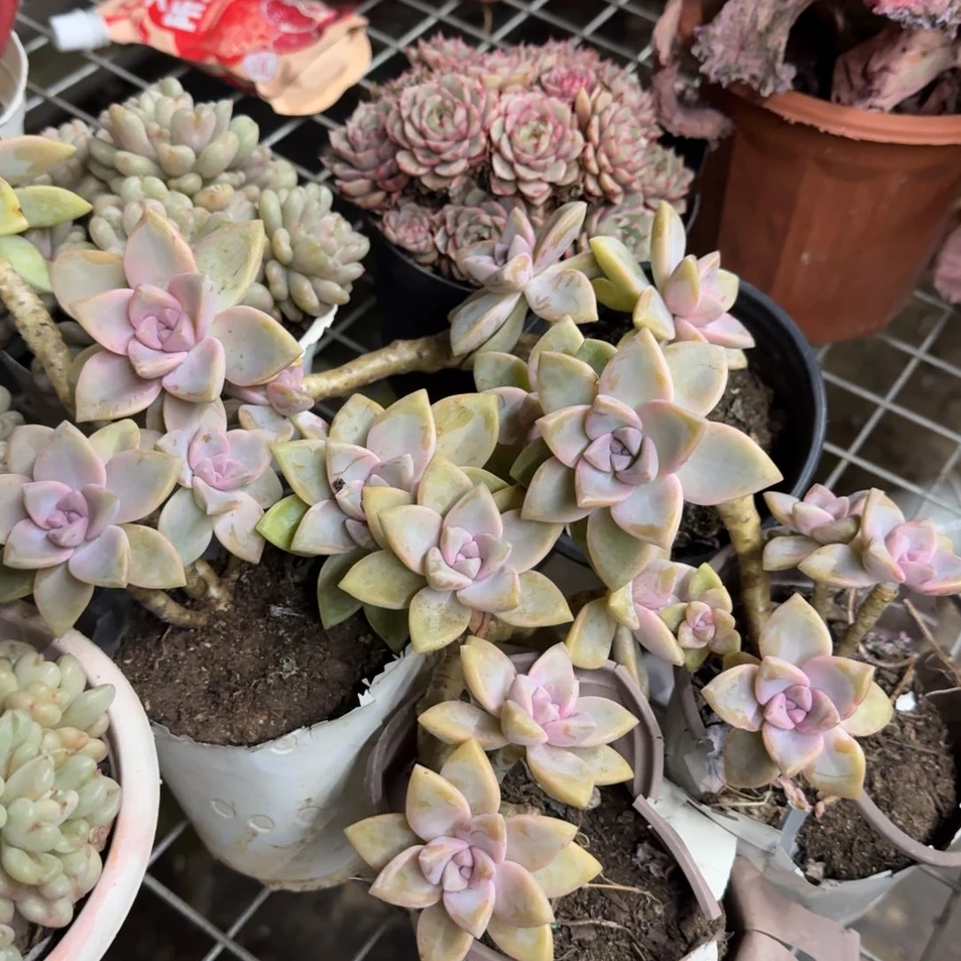 紫雾单头起发四盆