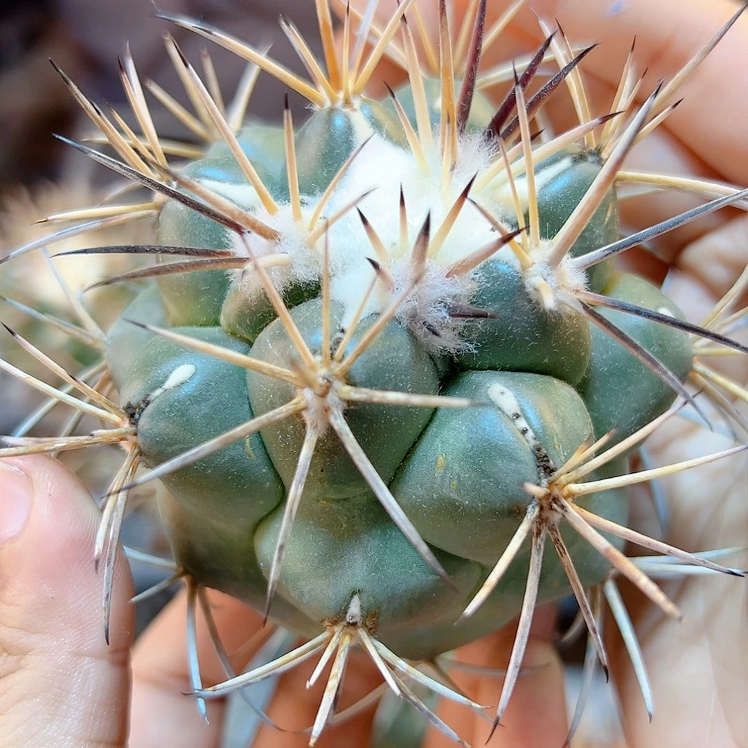 苗接龙角冠无根含刺8公分