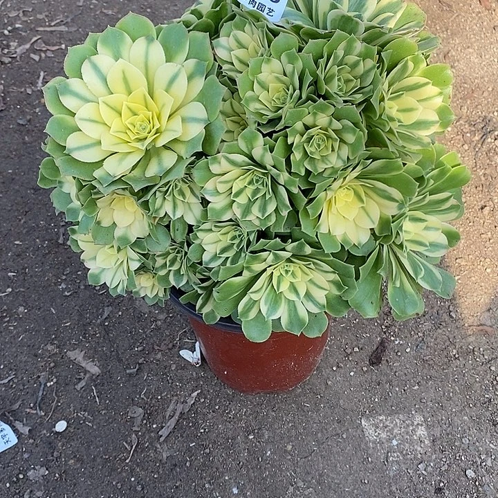 多肉植物新尼亚695多肉