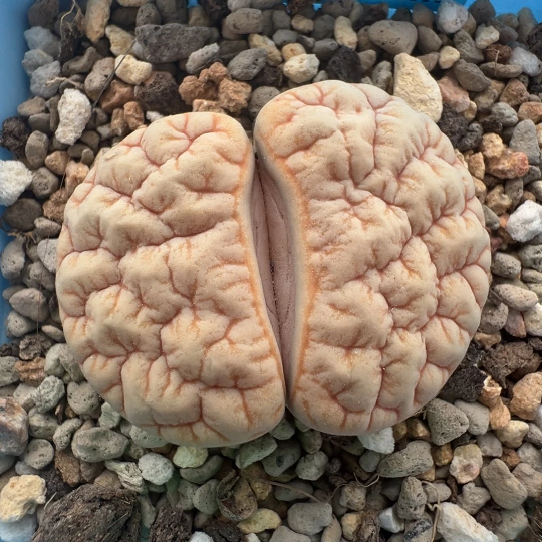 老***翟7846带盆土凹凸铁189一颗