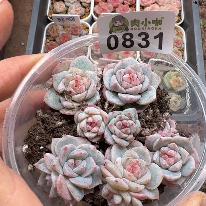 多肉植物多肉植物