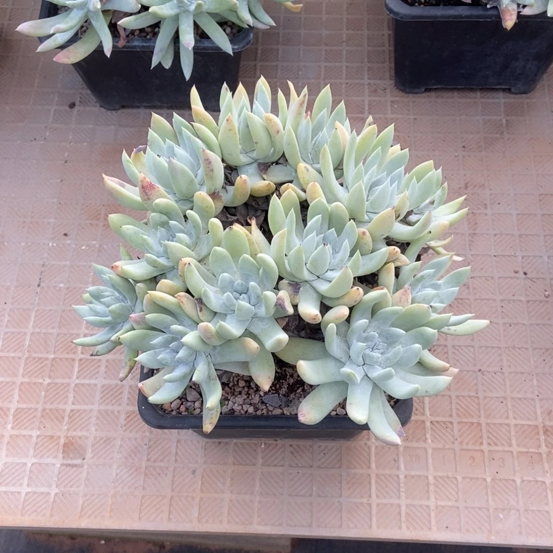 阿金尼多肉植物啦啦啦