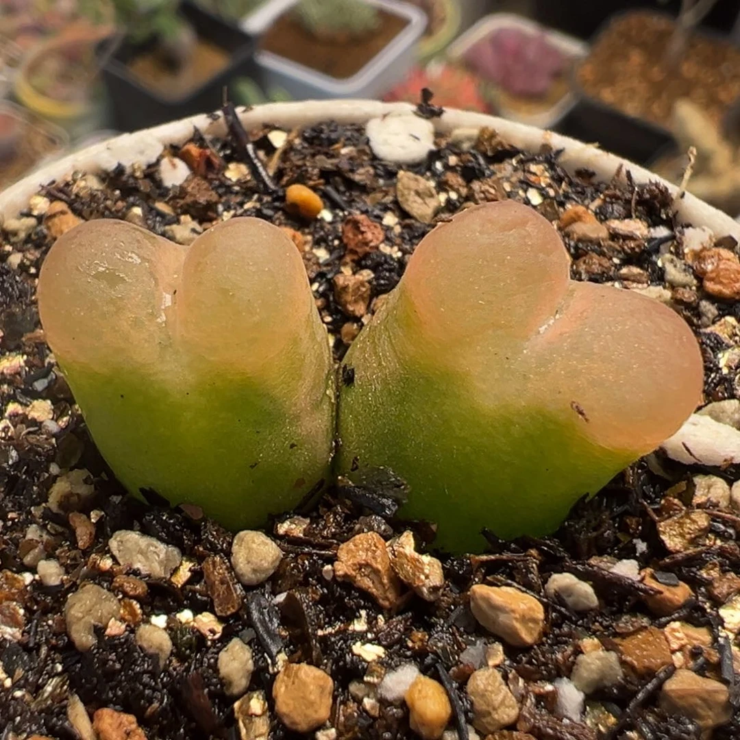 152多肉植物种类多样