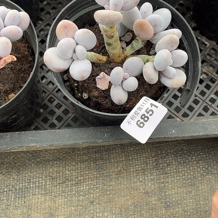 阿雅园艺。      6851奶酪