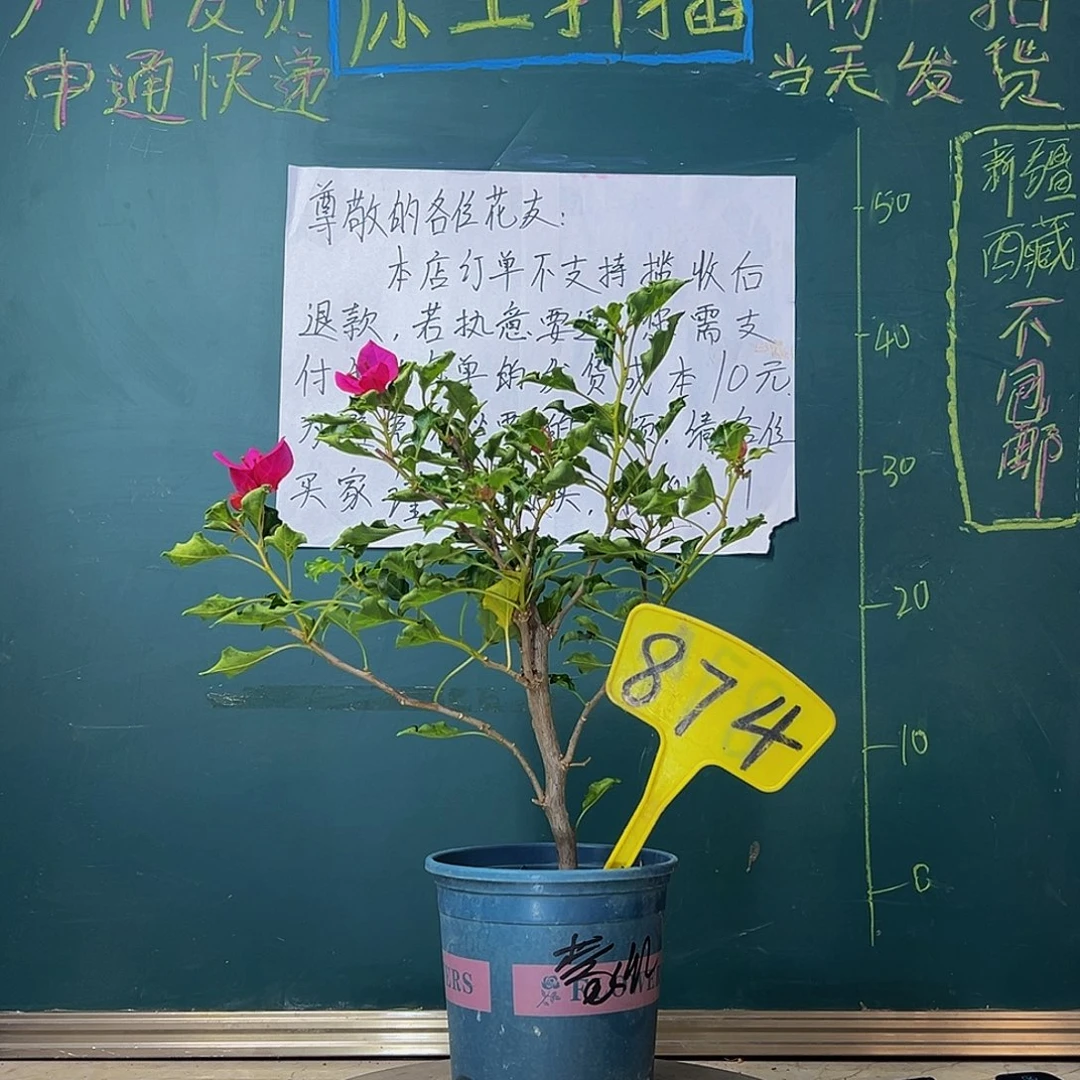 当前无花栽培后可以开花蒙娜丽莎红874