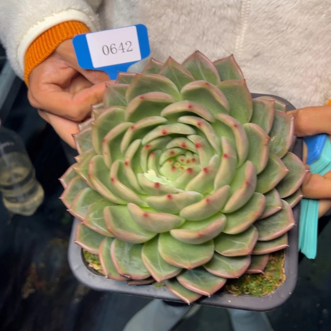 杰*0642肉多多哦多么多么