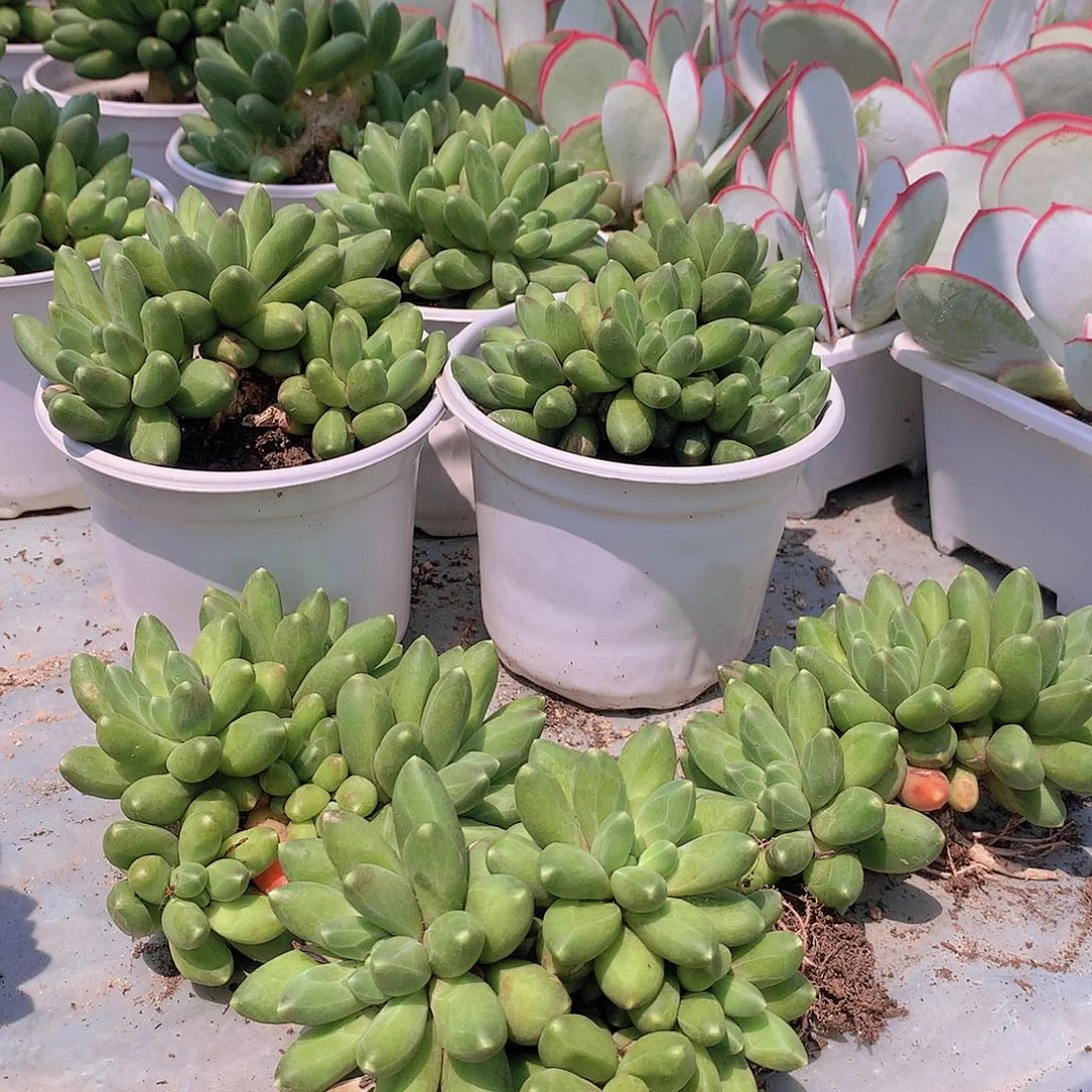 千代田979767777777777777