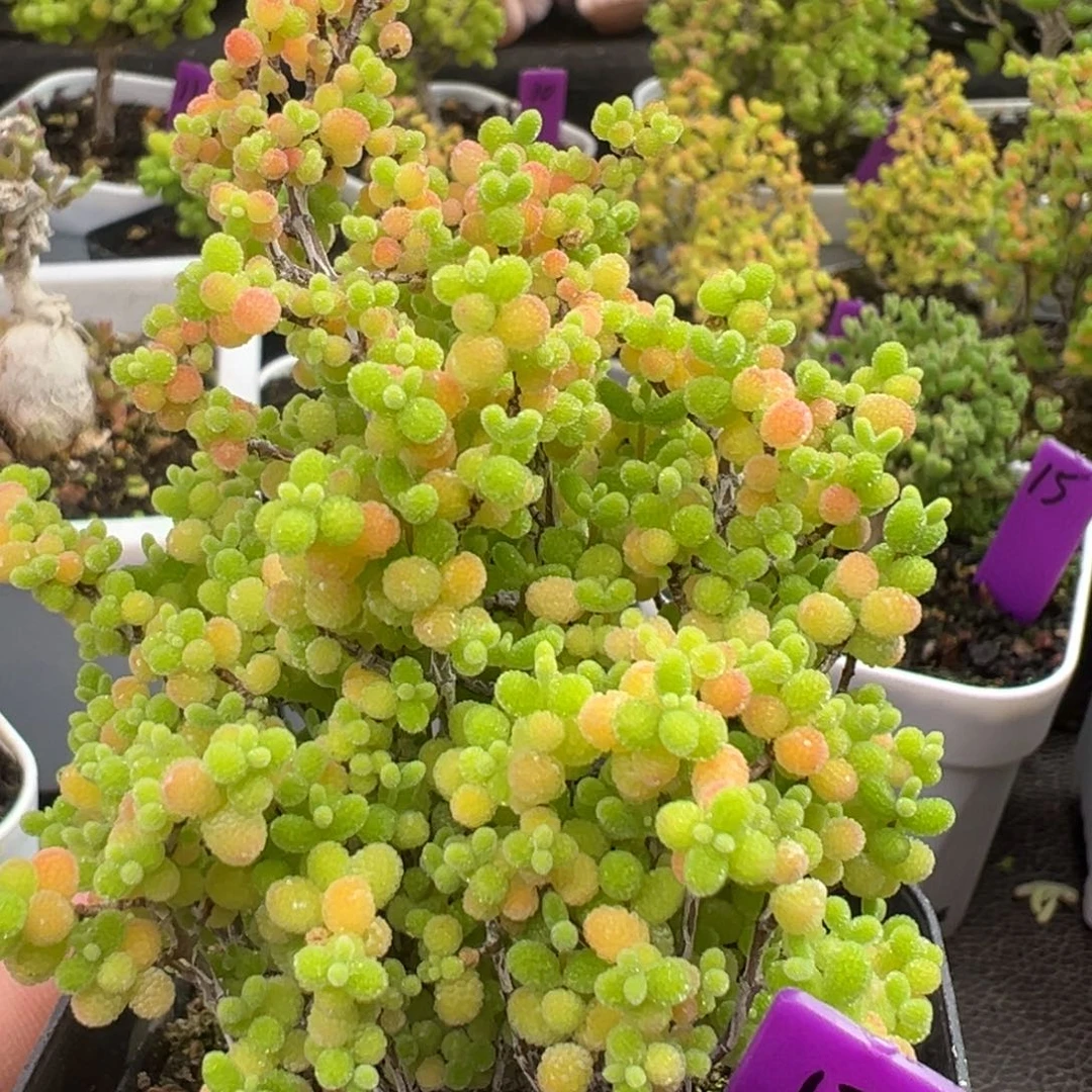 蜜橘糖球17号6.5cm盆