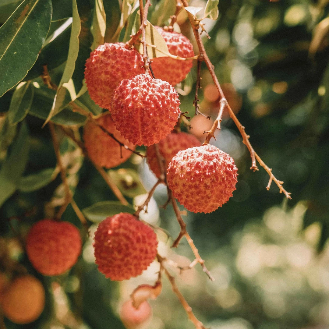 【周谷堆水果】桂花香荔枝净重2.5斤产地直发清甜桂花香果肉厚（26）