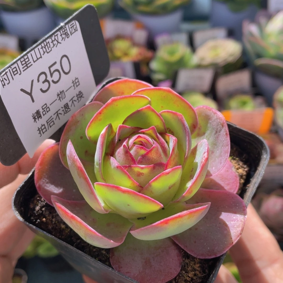 黄杂多肉福利350一物一拍