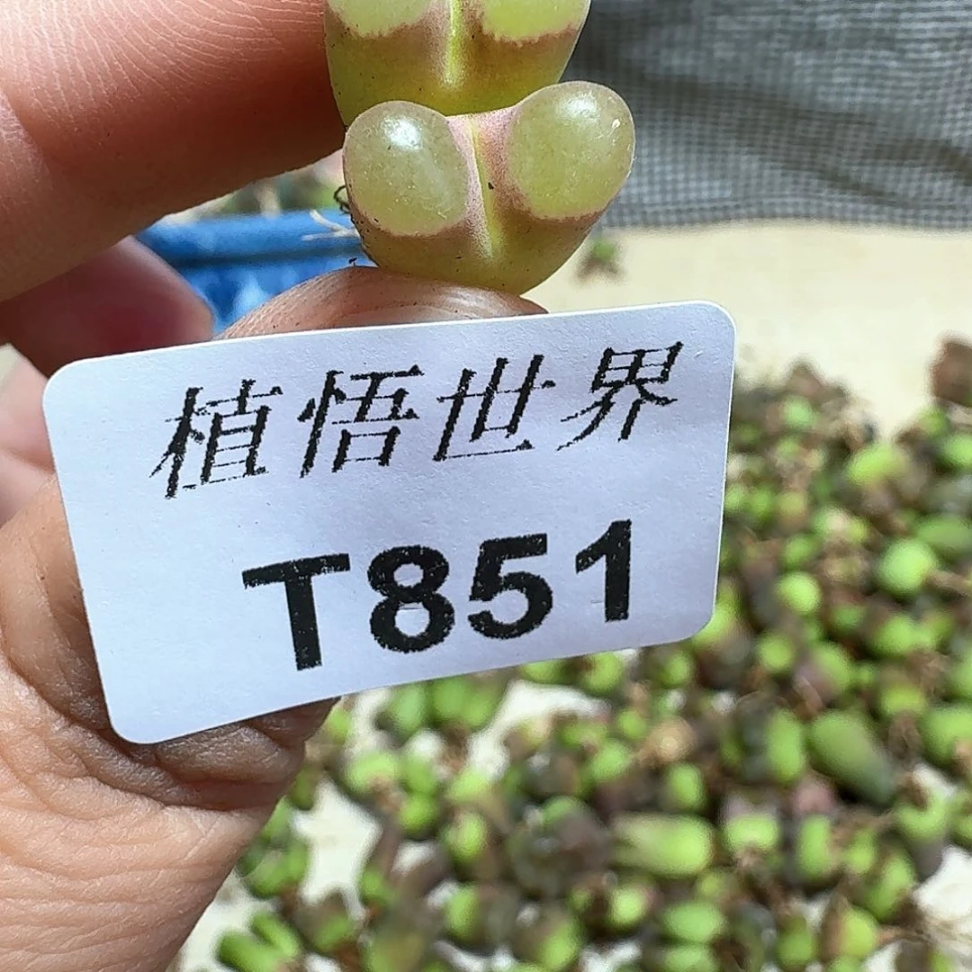 的润泽的润泽多肉植物哇