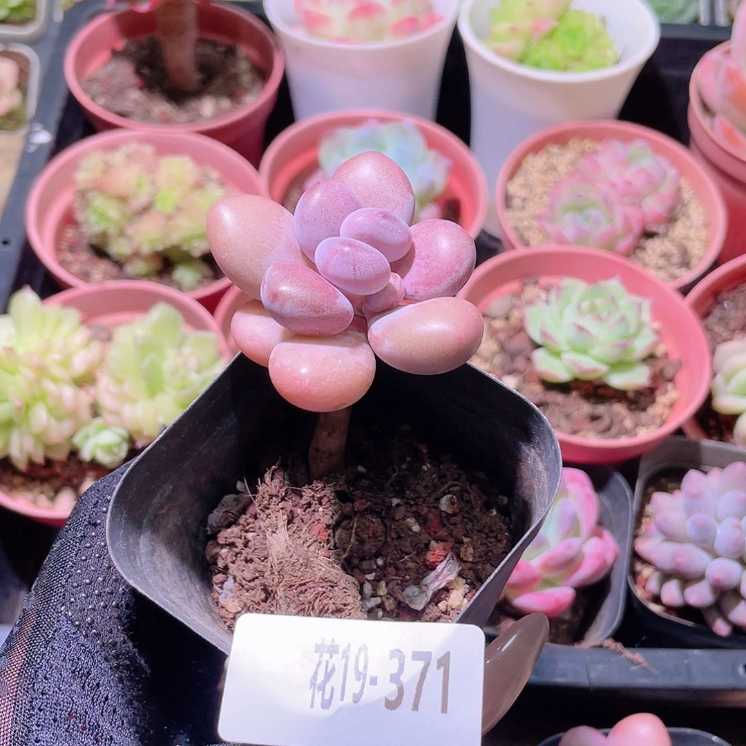 花利美19-371桃蛋