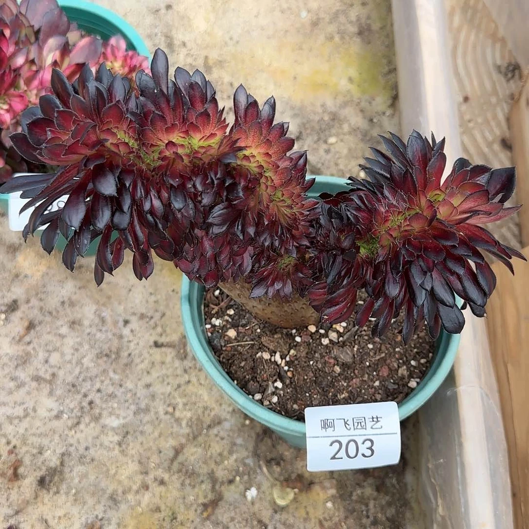 一**过 203多肉  亚特兰蒂斯中奖