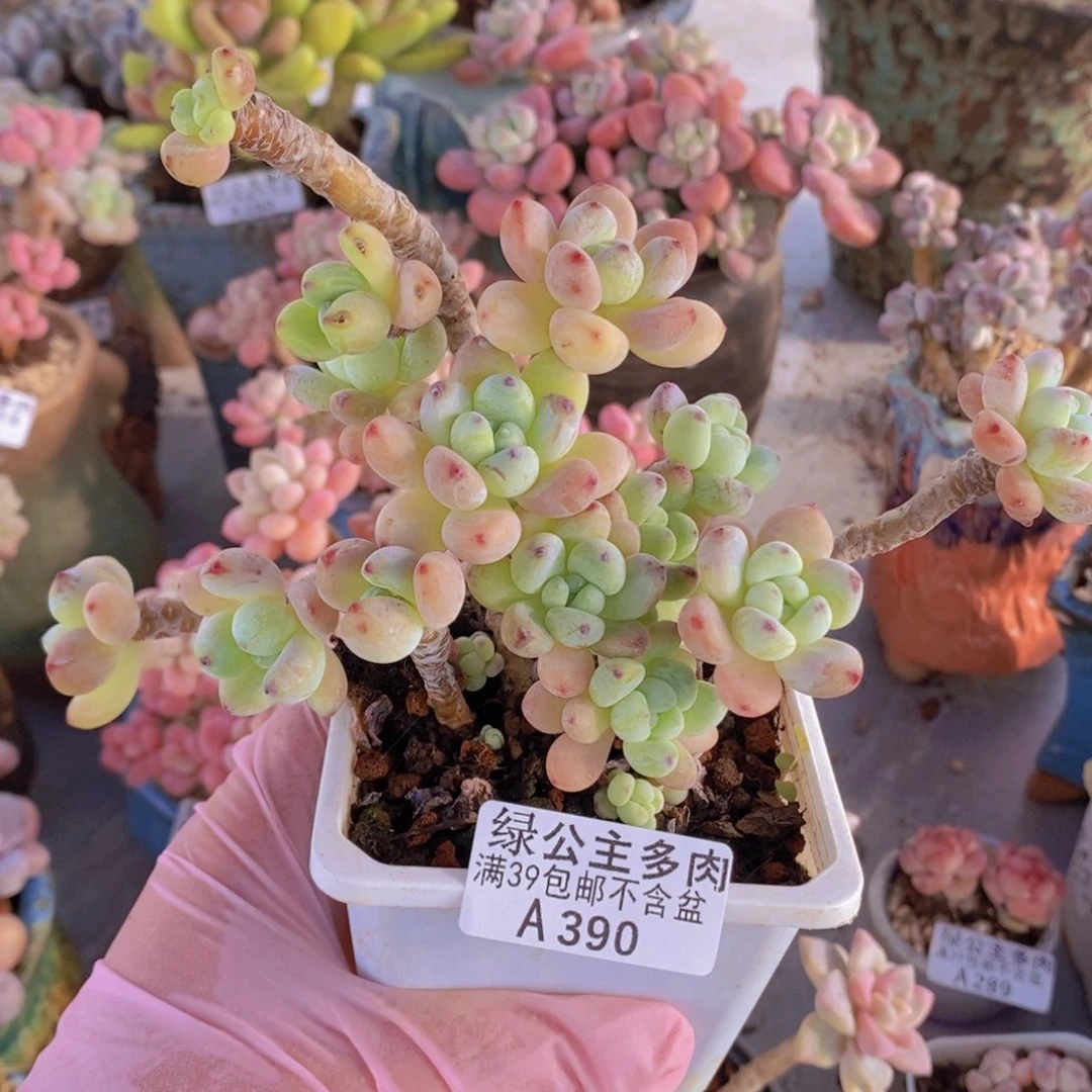 樱花罗琦老桩10cm390多肉酱