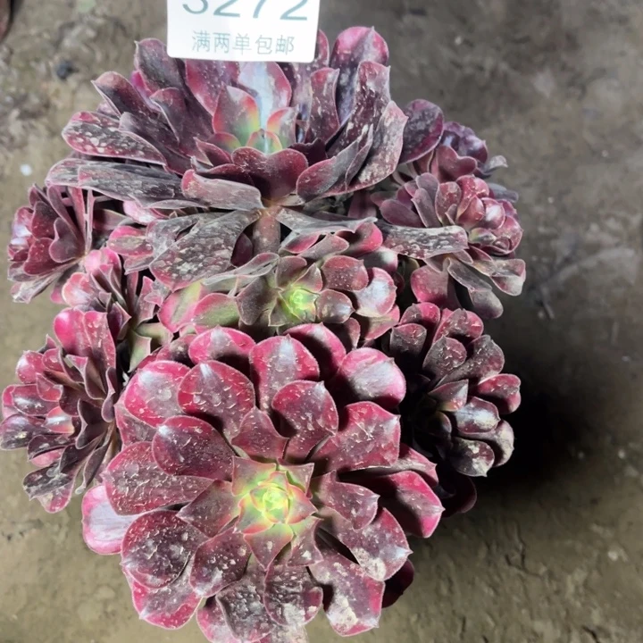 3272美杜莎的人多肉的