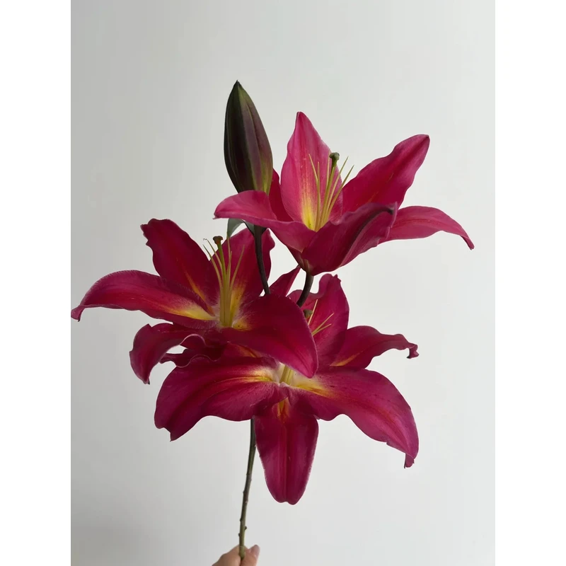 【黑凤梨】香水百合 一单包邮 云南鲜花昆明基地现采现发