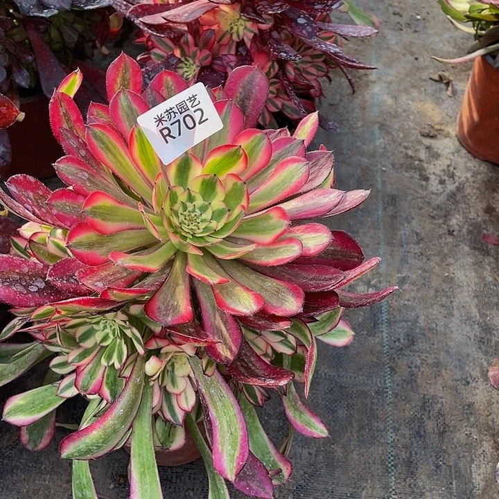 702多肉植物的生长