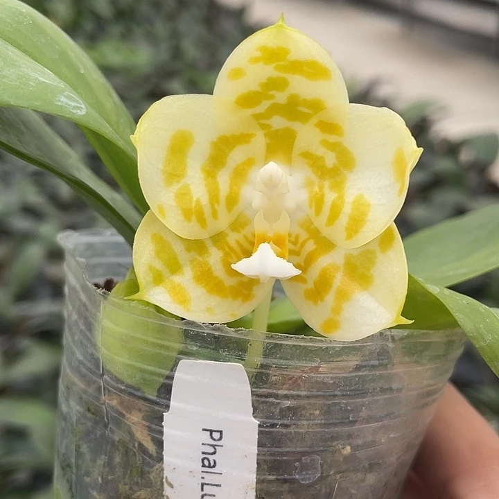 完全开放福利苗 雅风情歌2.8寸 带花浓香 微瑕