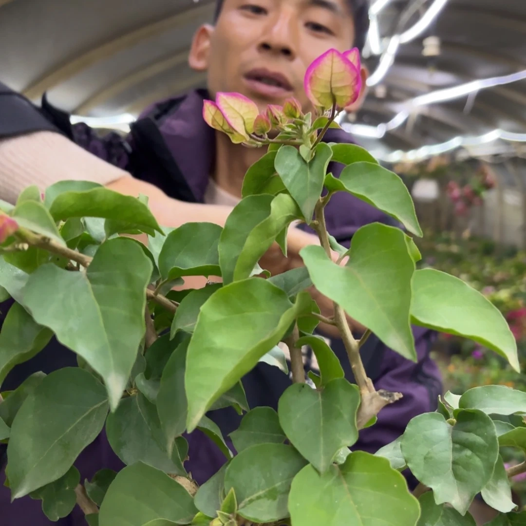 全部花苞（雷克多）三角梅会落花落叶会光杆苗有大有小