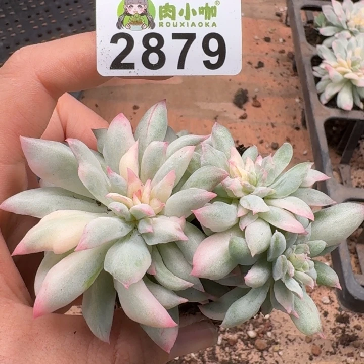无花朵多肉植物多肉植物