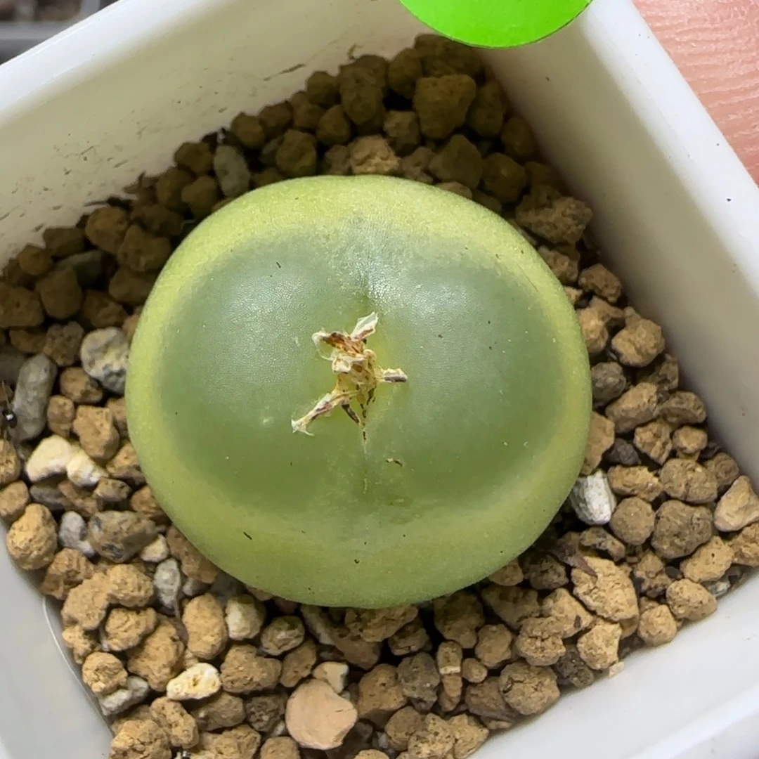 拉登2.1+多肉植物688