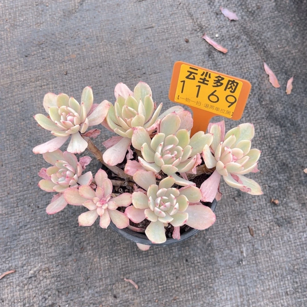 云尘多肉一物一拍1169，