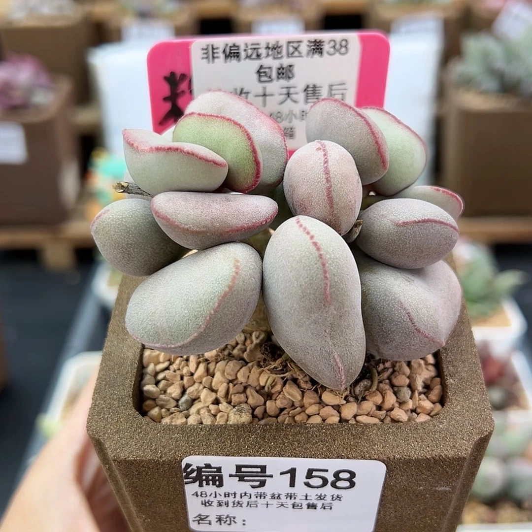 158白肌红蛋多肉