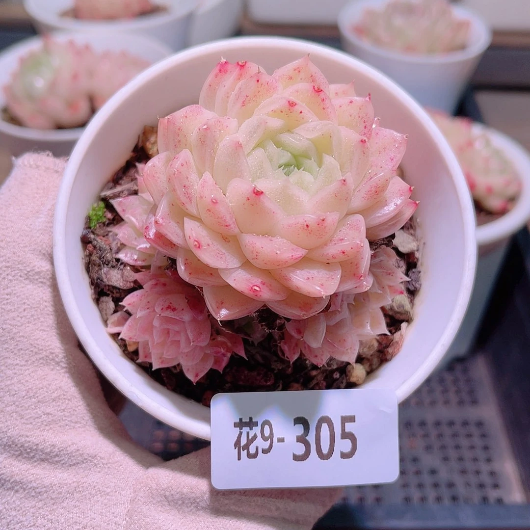 花利美9-305麦秆