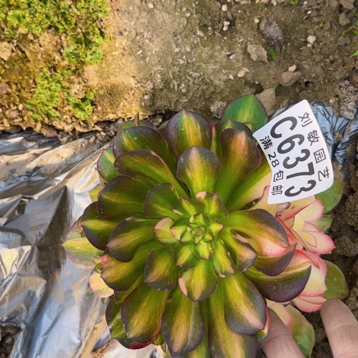 流星雨多肉植物法师6373