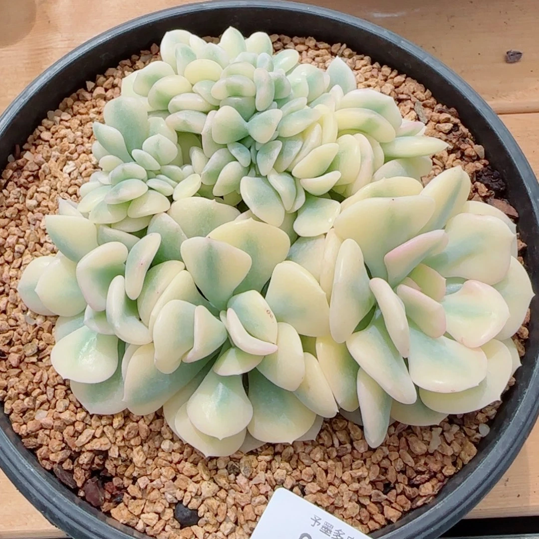 雪精灵锦，9619多肉植物