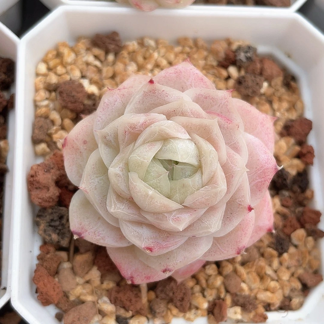 优选77号女王659