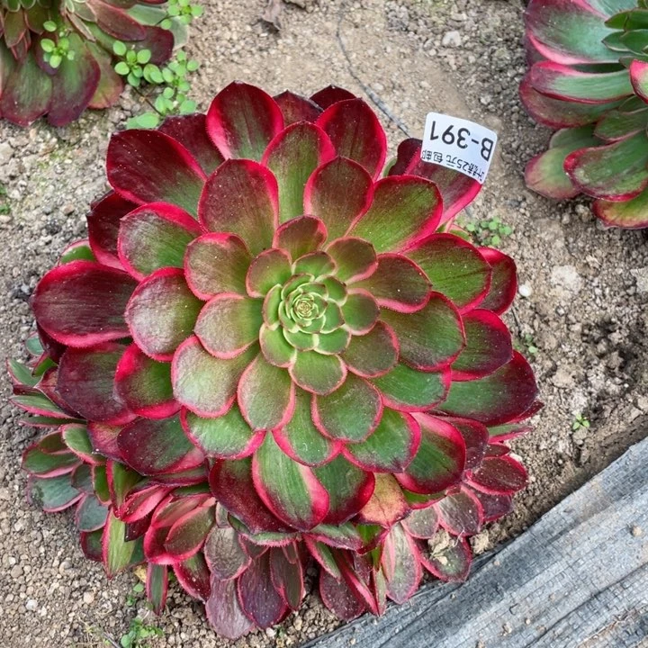 391粉花妖多肉12345678