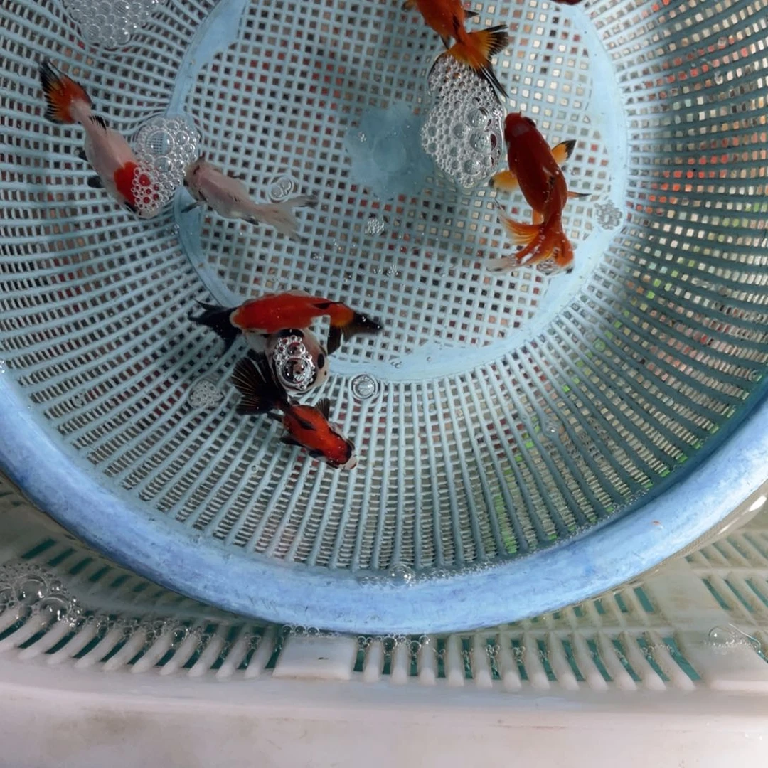 海水鱼花泰狮金鱼20
